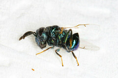 Perilampidae