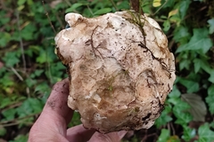 Caloboletus radicans