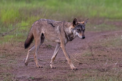 Canis lupus pallipes