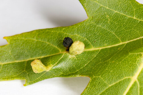Maple Bladdergall Mite