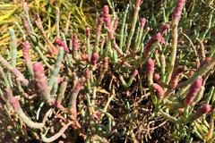 Salicornia pacifica