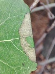 Caloptilia stigmatella