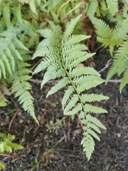 Athyrium