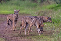 Canis lupus pallipes
