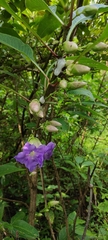 Strobilanthes callosa