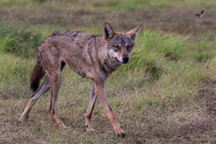 Canis lupus pallipes