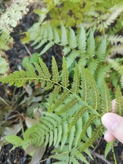 Athyrium