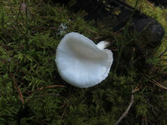 Hygrophorus piceae