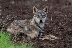 Canis lupus pallipes