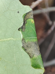 Caloptilia stigmatella