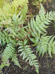 Athyrium