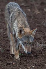 Canis lupus pallipes