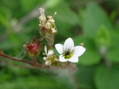 Saxifraga granulata