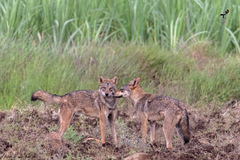 Canis lupus pallipes
