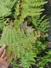 Athyrium
