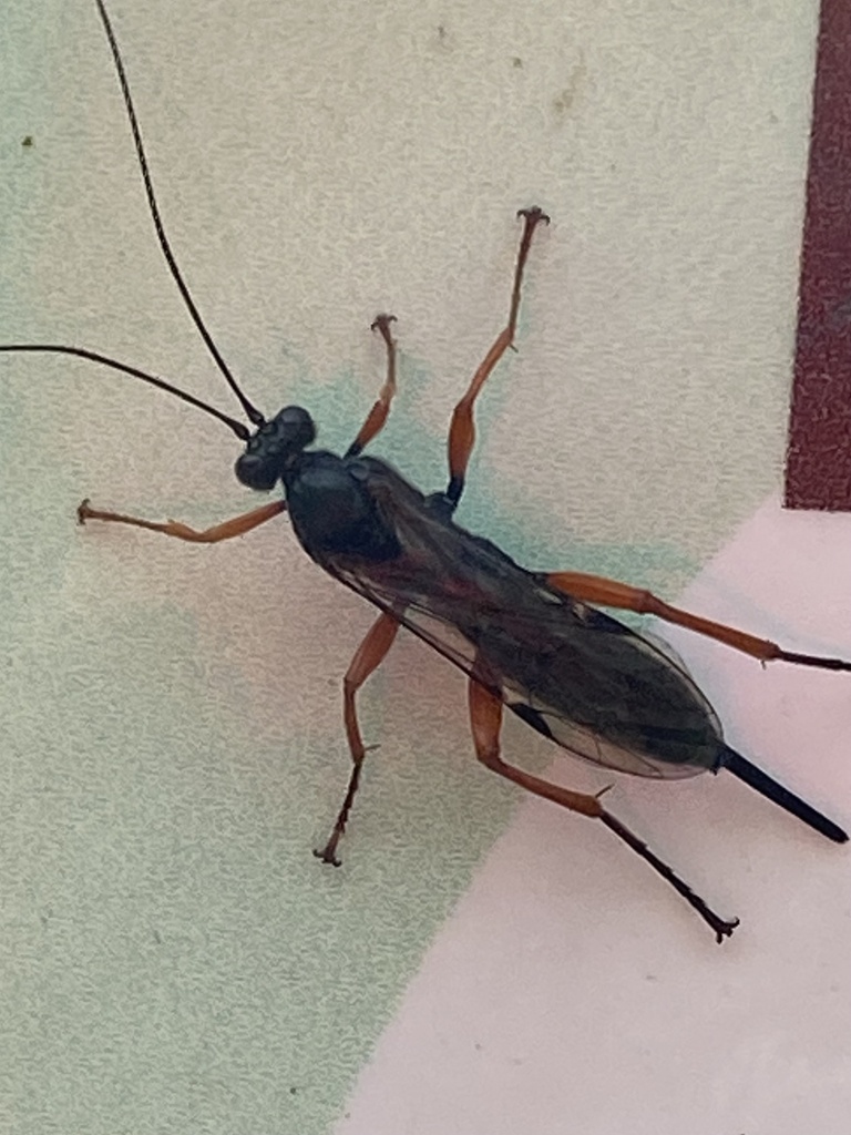 Black Slip Wasp from Kenardington, Ashford, England, GB on September 29