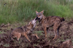 Canis lupus pallipes