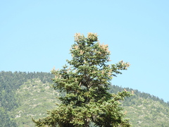 Abies cephalonica