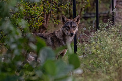 Canis lupus pallipes