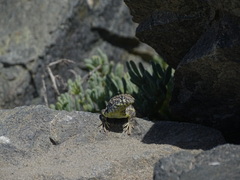 Liolaemus nigromaculatus