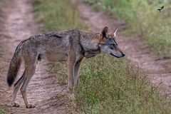 Canis lupus pallipes