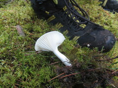Hygrophorus piceae