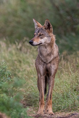 Canis lupus pallipes