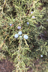 Juniperus occidentalis