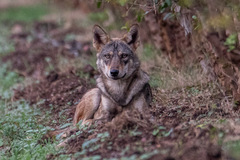 Canis lupus pallipes