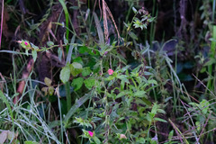 Echium rosulatum