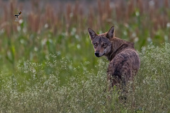 Canis lupus pallipes