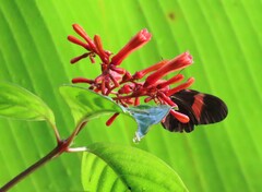 Heliconius erato hydara
