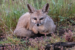 Vulpes bengalensis