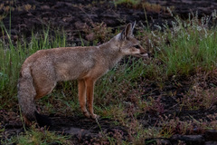 Vulpes bengalensis