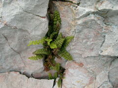 Asplenium petrarchae