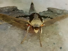 Adhemarius gannascus