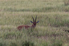 Gazella bennettii