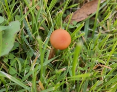 Laccaria laccata