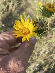 Grindelia ciliata