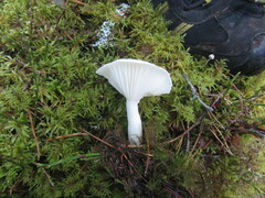 Hygrophorus piceae