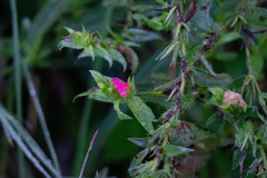 Echium rosulatum