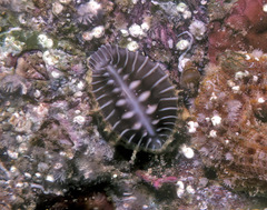 Pusula solandri