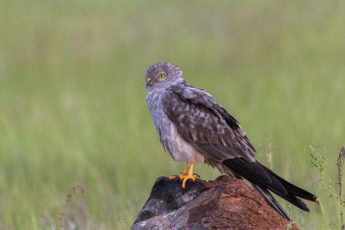 Montagu's Harrier