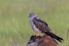 Montagu's Harrier photo 2