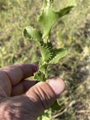 Grindelia ciliata