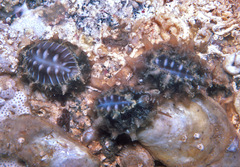 Pusula solandri