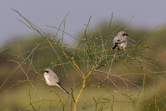 Lanius excubitor