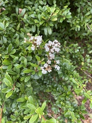 Viburnum obovatum