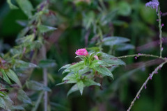 Echium rosulatum