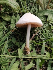 Volvariella murinella